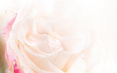 Fototapeta premium Light pink roses background