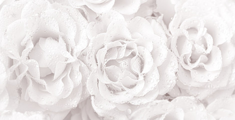 Light pink roses background