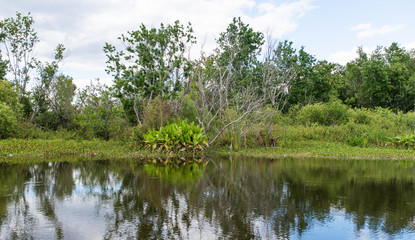 Fototapeta na wymiar Lake Trafford in South Florida showing the swamp and mangrove with lush plants on a bright, sunny day