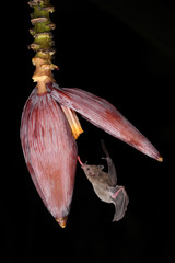 Long-tongued bat sucks nectar banana blossom black background