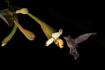 Long-tongued bat sucks nectar balsa blossom black background