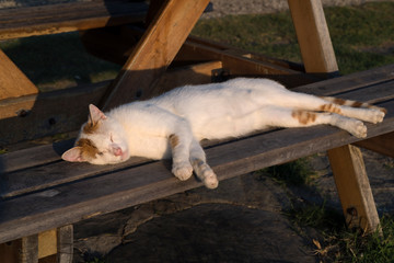 White and yellow cat is sleeping under sunset lights on a wooden bench