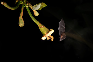 Long-tongued bat sucks nectar balsa blossom black background