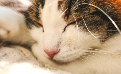  Sleeping relaxating cute adorable feline cat close up in sun light 