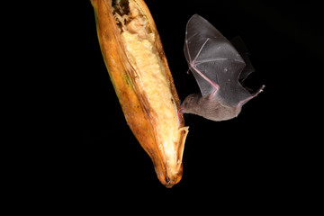 Long-tongued bat sucks nectar banana black background