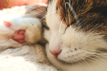 Sleeping relaxating cute adorable feline cat with paw under head close up in sun light             