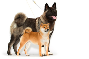dog breed american akita and shiba inu on a leash on a white background