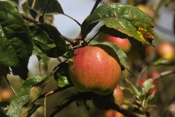 red apples on a branch