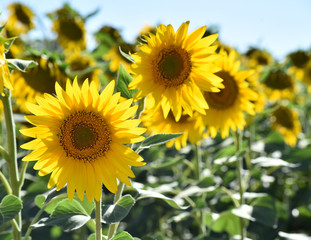 girasoles en el campo