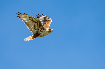 Red tailed hawk