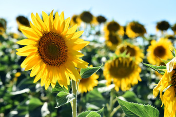 girasoles en el campo