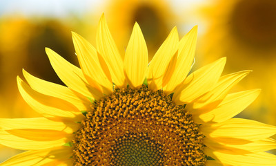 Naklejka premium girasoles en el campo