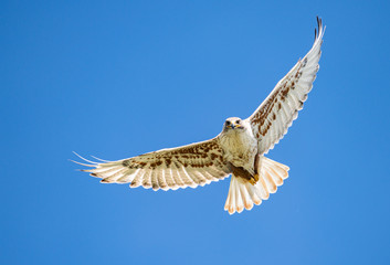 Red tailed hawk