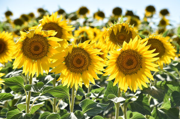 girasoles en el campo
