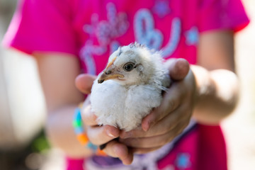 A young little chicken chicken in the hands of a girl.