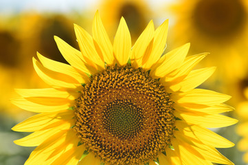 Obraz premium girasoles en el campo