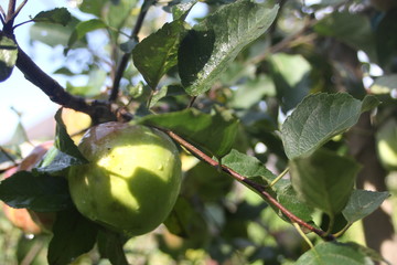 apples on tree