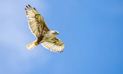 Red tailed hawk
