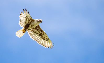 Red tailed hawk