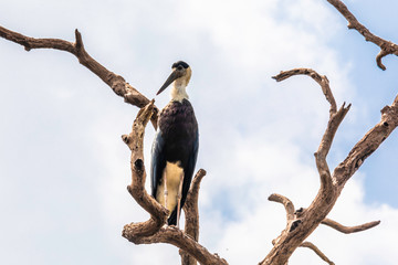 Sri Lanka, Wilpattu National Park