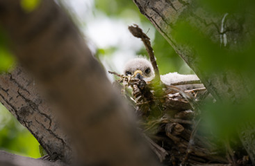Red tailed hawk