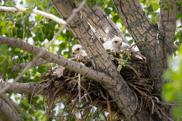 Red tailed hawk
