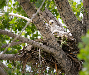 Red tailed hawk