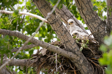 Red tailed hawk