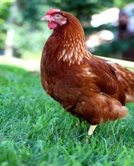 Une magnifique poule pondeuse domestique de couleur rousse