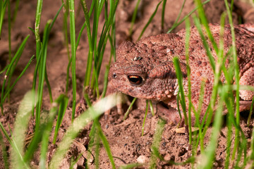 Common toad, (Bufo bufo) in their natural habitat waiting for a prey to eat