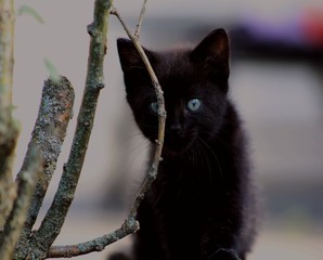 Une petite chatte noire en mode chasse