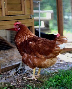 Une magnifique poule pondeuse domestique de couleur rousse