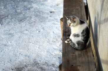 The cat sitting on old timber bench in winter frozen and sunny day.