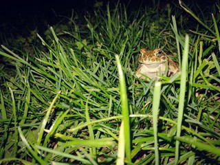 frog in the grass