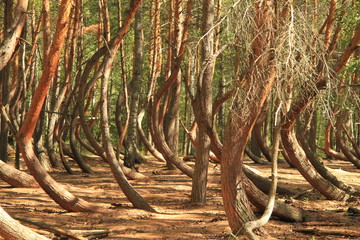 beautiful strange crooked forest