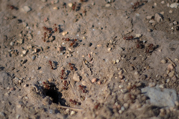 Colony of red ants enteroing leaving burrow to find food and bring it back to the queen destroying vegetation of surrounding area.