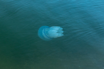 A large jellyfish swims in the water near the beach. Swimming hazard and beach closure.