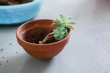 Plant foliage plants in the garden, tidy up succulents, have flower pots and other flowers on the floor