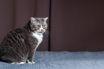 Cute gray and white cat sitting on bad, looking ahead and licking its lips