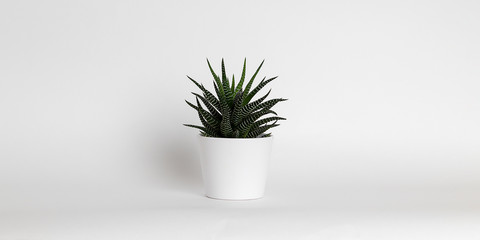 Succulent green plant on White Pot Isolated on White Background.