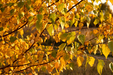 Abstract image of yellow autumn leaves on tree branch