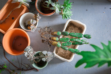 Plant foliage plants in the garden, tidy up succulents, have flower pots and other flowers on the floor