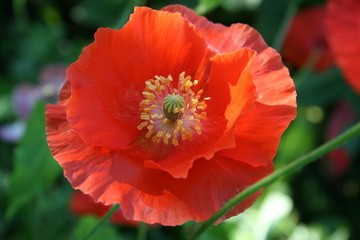 Fototapeta premium red poppy