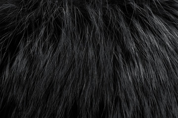 Black fur as background. Close up