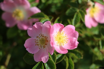 Rosa canina blooming in summer, Sweden