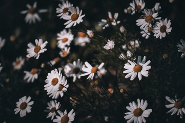 white daisies on a black background