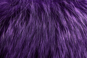 Purple fur as background. Close up