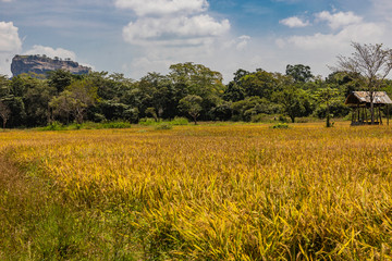 Sri Lanka, Wilpattu National Park