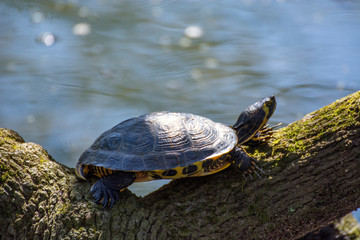 Fototapeta premium Tortoise 19