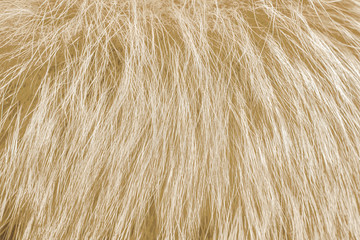Fototapeta premium Light fur as background. Close up